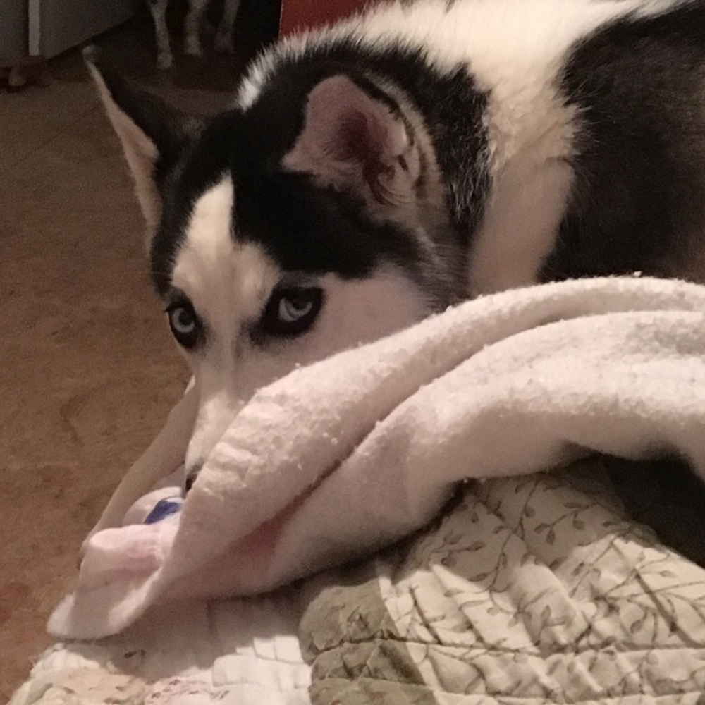 Meet your Posher, Amy